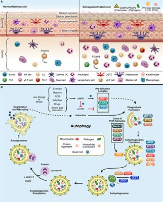 More Than Skin Deep: Autophagy Is Vital for Skin Barrier Function